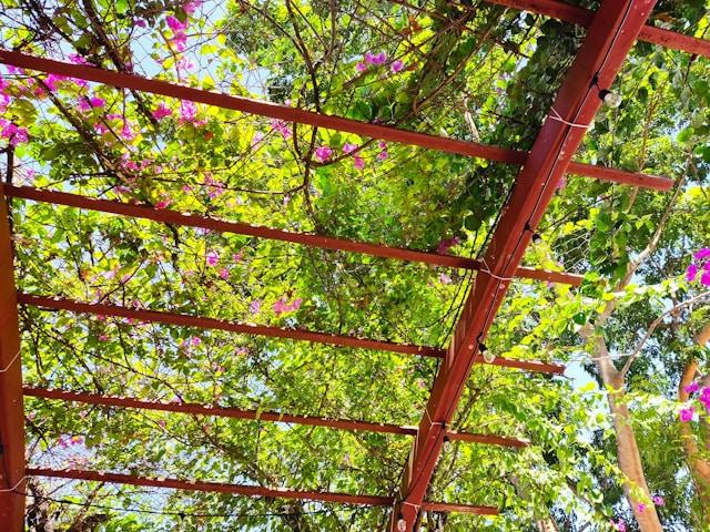 Drvena pergola sa mrežom obrasla zelenim listovima i roze bugenvilijama